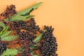 Elderberry berries on orange background. Elder branches with black berries.healing plant .Sambucus berries.Elderberry Royalty Free Stock Photo