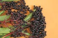 Elderberry berries on orange background. Elder branches with black berries.healing plant .Sambucus berries. pharmacy and Royalty Free Stock Photo