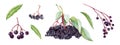 Elderberry berry set. Natural healty organic elder. Hand drawn watercolor illustration. Ripe elder berry element. Diet