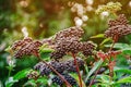 Elderberry black berries in the woods. Autumn Royalty Free Stock Photo