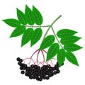 Elderberry black with leaves on a white background.
