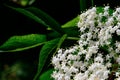 Elderberry branch on a background of leaves