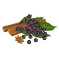 Elderberry branch with cinnamon - vector clipart. Round black Sambucus berries on a pink stalk with green leaves lie on of