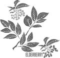 Elderberry branch with flowers and leafs silhouette vector illustration