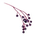 Elderberry branch hand drawn watercolor illustration. Natural healty organic elder. Ripe elder berry element. Diet food