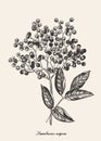 Elderberry branch. Vector botanical