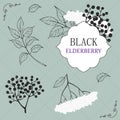 Collection of elderberry black branch of elderberry , berries, flowers and leaves. Vector hand drawn illustration