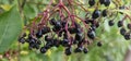 An elderberry bush that bears lots of ripe elderberries (Sambucus), all of which are black.