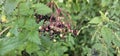 An elderberry bush that bears lots of ripe elderberries (Sambucus), all of which are black.