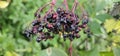 An elderberry bush that bears lots of ripe elderberries (Sambucus), all of which are black.