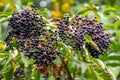 Elderberry bush. Black elderberries on the bush