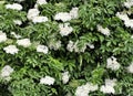 Elderberry bush flowering spring blossoming fruit fruit