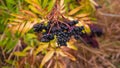 Ripe elderberry bush,black elderberry,beautiful branch with elderberry. Royalty Free Stock Photo
