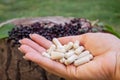 Elderberry and Capsules for Immunity in Hand Royalty Free Stock Photo
