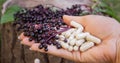 Elderberry and Capsules for Immunity in Hand Royalty Free Stock Photo