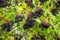 Elderberry. Closeup view of elderberry`s bunch over green leaves. Selective focus