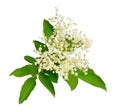 Elderberry flower and leaves isolated on white backgroun Royalty Free Stock Photo