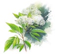 Elderberry flowers on a branch over watercolor splash, generative AI illustration