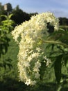 Elderberry Flowers