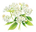 Elderberry flowers isolated on white background, generative AI detailed watercolor illustration