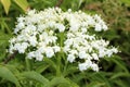 Elderberry Flowers Sambuca Australis