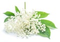 Elderberry flowers on the white background