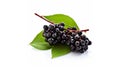 Elderberry fresh fruit with green leaves isolated on white background Sambucus branch. generative ai