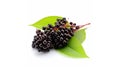 Elderberry fresh fruit with green leaves isolated on white background Sambucus branch. generative ai