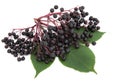 Elderberry Fruit Royalty Free Stock Photo