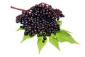 Elderberry fruits