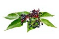 Elderberry fruits