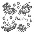 Elderberry hand drawn collection by ink and pen sketch.