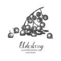 Elderberry hand drawn illustration by ink and pen sketch.