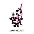 Elderberry icon, on white background, vector