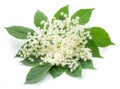 Elderberry inflorescence on white background