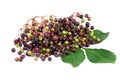 Elderberry with leaves isolated on white Royalty Free Stock Photo