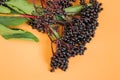 Elderberry on orange background. Elder branches with black berries.healing plant .Sambucus berries.Green pharmacy and Royalty Free Stock Photo