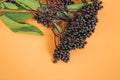 Elderberry on orange background. Elder branches with black berries.healing plant .Sambucus berries.Green pharmacy and Royalty Free Stock Photo