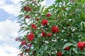 Elderberry red tree Sambucus racemosa with ripe red berries against the sky