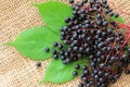 Elderberry (Sambucus Berries)