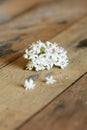 Elderberry (Sambucus ebulus) flower Royalty Free Stock Photo