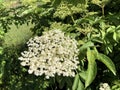 The Elderberry Sambucus nigra, Black elder, European elder, European black elderberry, Der Schwarze Holunder, Schwarzer Flieder