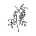 Elderberry Sambucus nigra Royalty Free Stock Photo