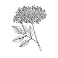 Elderberry Sambucus nigra. Flowers and leaves. Hand drawn vector illustration