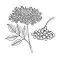 Elderberry Sambucus nigra. Fruits, flowers and leaves. Hand draw sketch