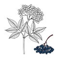Elderberry Sambucus nigra. Fruits, flowers and leaves. Hand drawn vector illustration
