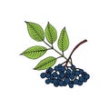 Elderberry Sambucus nigra. Fruits, flowers and leaves. Hand drawn vector outline sketch