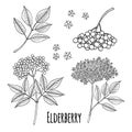 Elderberry Sambucus nigra. Fruits, flowers and leaves. Hand drawn vector outline