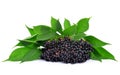 Elderberry Royalty Free Stock Photo