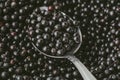 Elderberry or Sambucus Nigra, many row organic dark berries and spoon